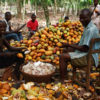 COCOA-FARMING-AND-PROCESSING-BUSINESS-PLAN-IN-NIGERIA