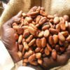 COCOA-FARMING-AND-PROCESSING-BUSINESS-PLAN-IN-NIGERIA-2