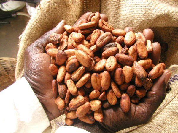 COCOA-FARMING-AND-PROCESSING-BUSINESS-PLAN-IN-NIGERIA-2